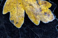 Bevroren herfstbladeren