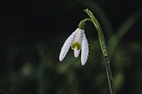 Perce-neige avec gouttes de rosée