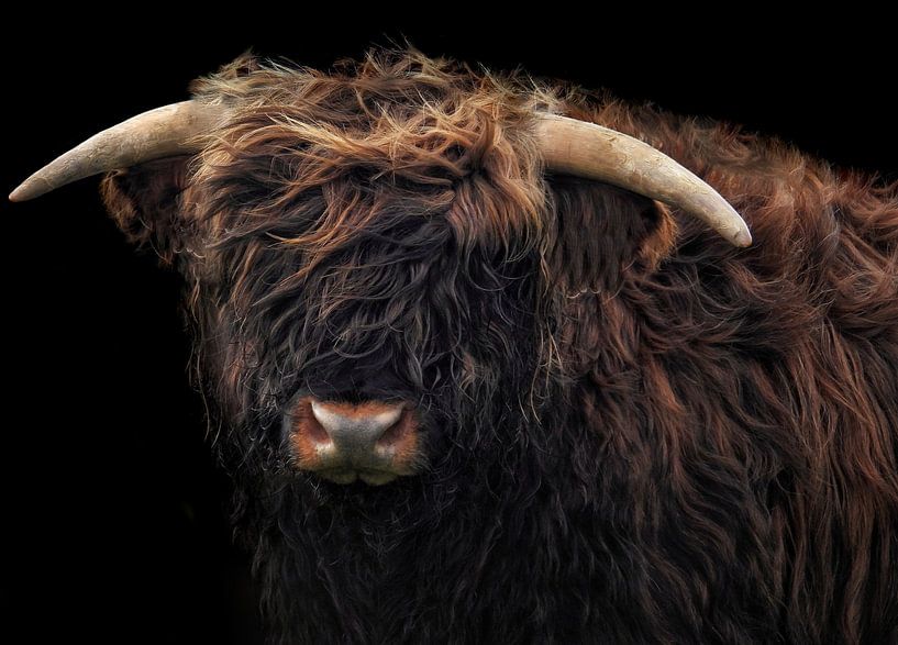 Schottischer Highlander vor schwarzem Hintergrund (Farbe) von Maickel Dedeken