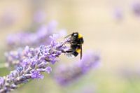 Hommel op lavendel