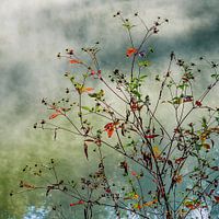 Autumn | Twickel Delden (2)