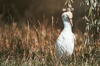 Cattle egret in the tall grass