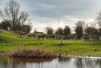 Konik paarden bij de Blaauwe kamer Wageningen 02
