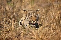 Leopard versteckt im trockenen Busch der afrikanischen Savanne 2