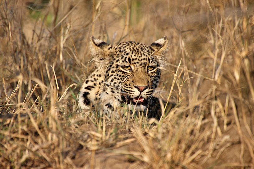 Leopard versteckt im trockenen Busch der afrikanischen Savanne 2 von Annelies69