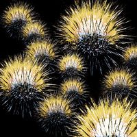 Pissenlits - Pissenlits