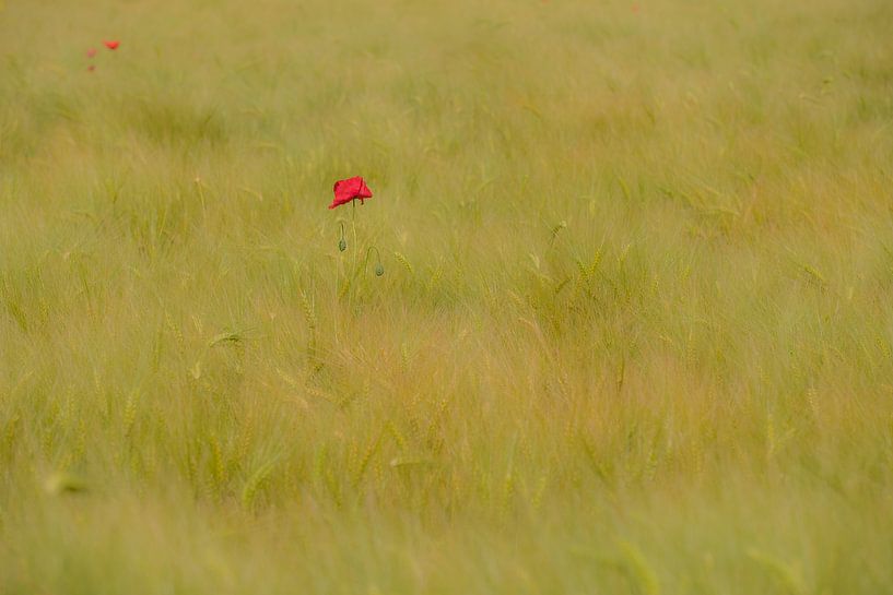 Klaproos par Moetwil en van Dijk - Fotografie