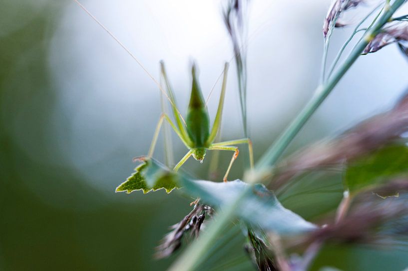 Grasshopper in spring by Mees Tempelaar