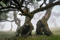 Sprookjesbos (kleur)