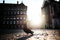 Taube auf dem Dam-Platz in Amsterdam