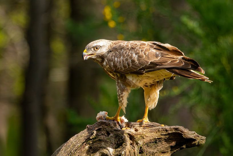 Bussard mit Beute von Ron Buist