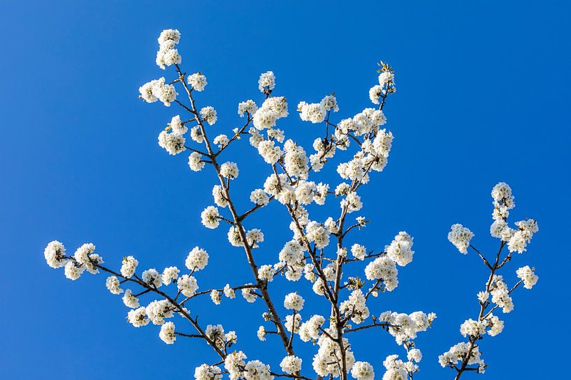 Arbre fruitier en fleurs au printemps en Allemagne par Werner Dieterich