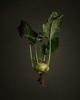 Gemüse der Saison - Kohlrabi aus Freilandanbau