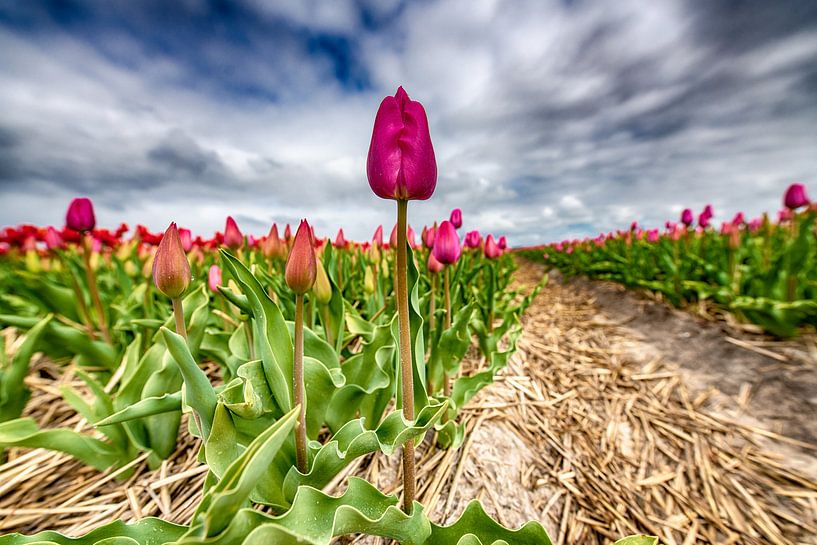 Tulipes violettes 2020 B par Alex Hiemstra