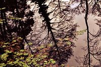 Tree reflection in the water - the interplay of nature
