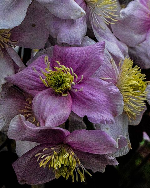 Clematis Montana &#039;Pink Perfection&#039; - Woodland vine pink by desmyrka