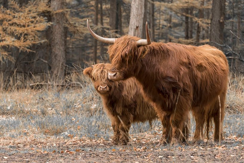 Highlander écossais avec veau par Ans Bastiaanssen
