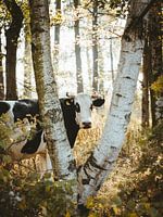 Forest cow