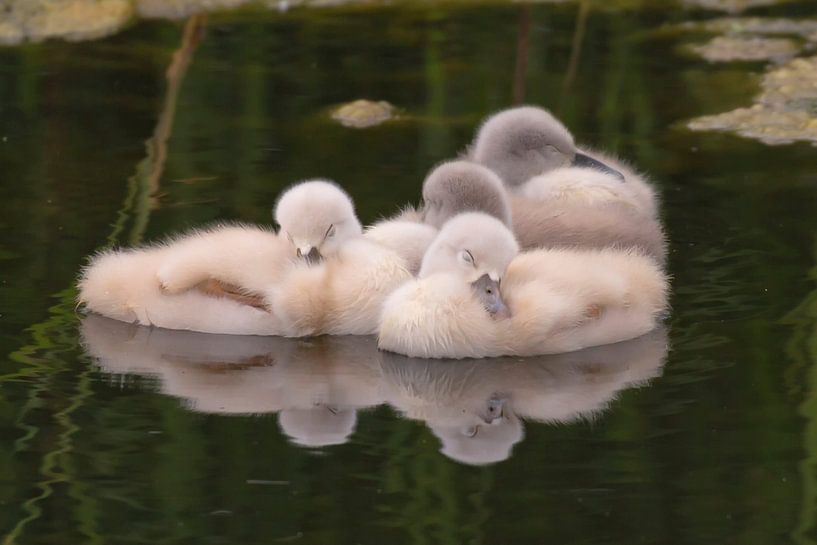 Young Mute Swans (Cygnus olor) by Eric Wander
