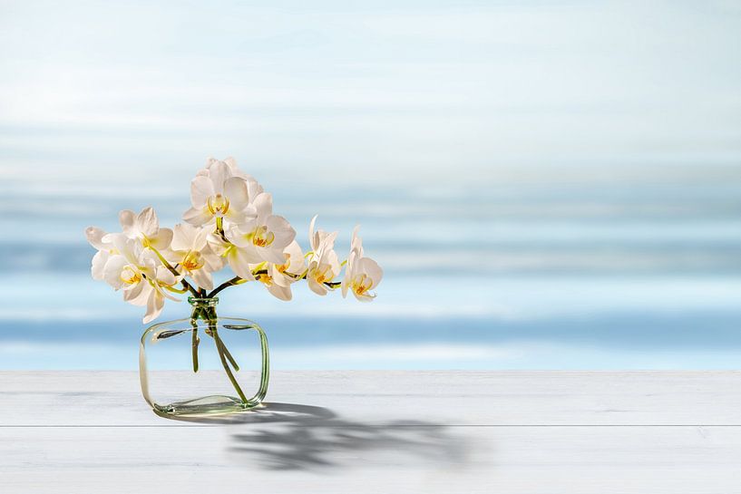 weiße orchidee in der sonne am wasser von Dörte Bannasch