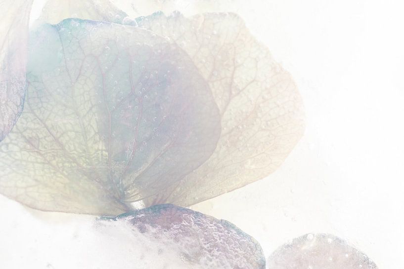 Hortensia Pastel Shades | Photographie florale par Nanda Bussers