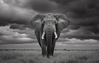 Elephant in savannah, monochrome