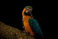 Blue Macaw