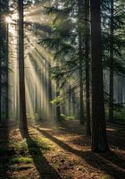 Wald von Bäumen mit Sonnenlicht Strahlen