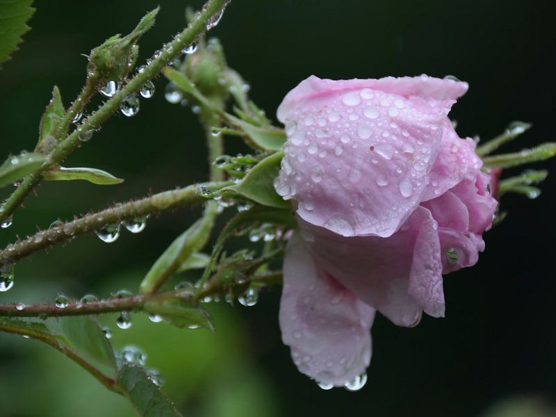 Nach dem Regen - Rosenrot von Christine Nöhmeier