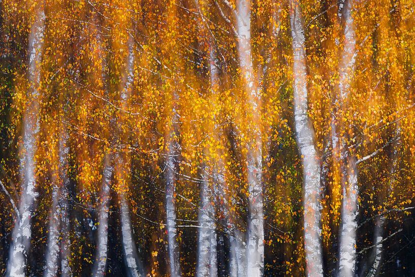 Vorhang aus Blattgold von Daniela Beyer