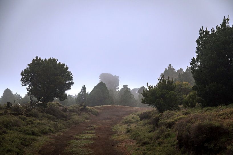 Brume dans les forêts d'El Hierro, la plus petite île des Canaries en Espagne. par Marjolein Zijlstra