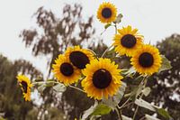 Sunflowers