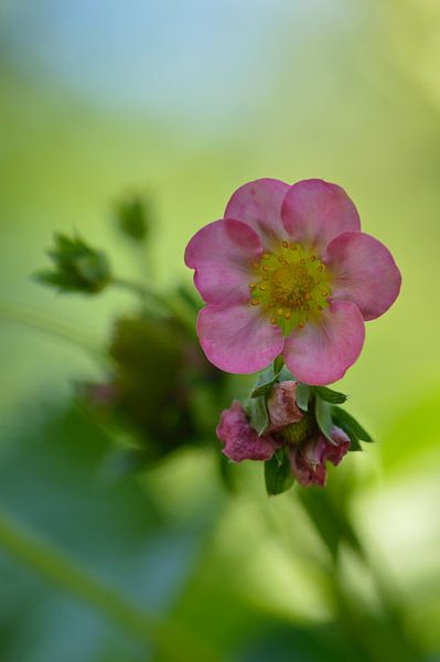 Pink strawberry flower by Jeffry Clemens