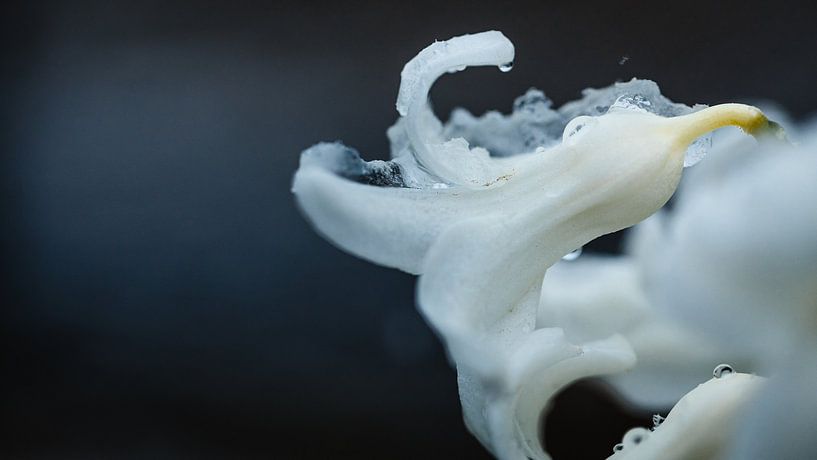 Flower power... (fleur, jacinthe, neige, amour, printemps) par ElkeS Fotografie