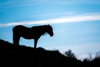 Silhouette of horse