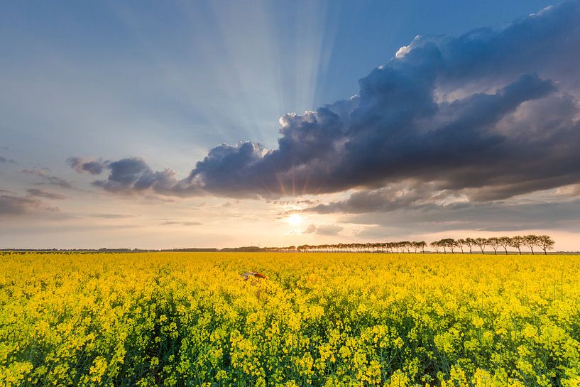 Rape fields near Noordbroek, Groningen, NL. by Ton Drijfhamer