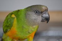 Senegal parrot