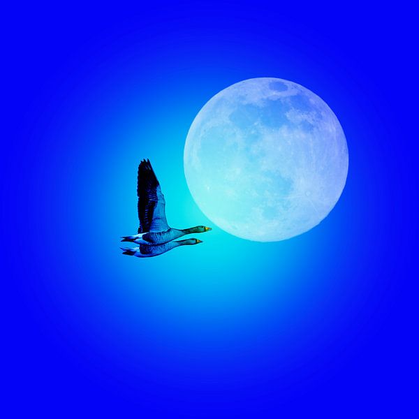 SYNCHRONFLUG IN BLAU von Ted van den Aarssen