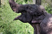 Blij olifant van ditchbij