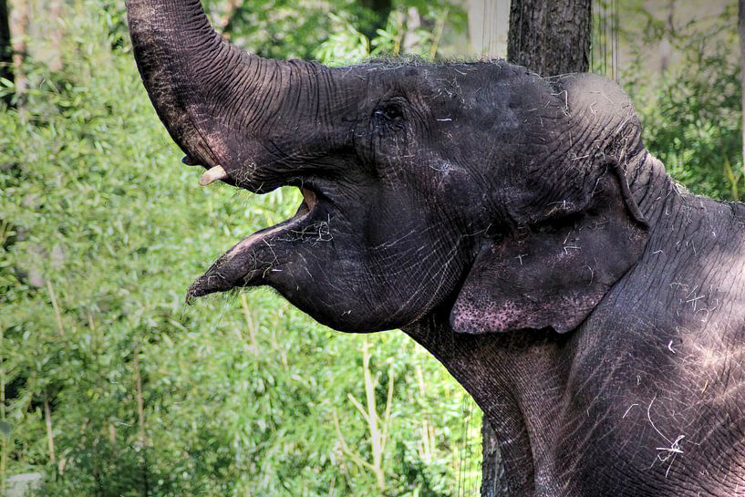 Blij olifant van ditchbij von michael meijer