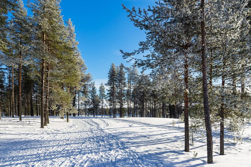 Landschaft mit Schnee im Winter in Kuusamo, Finnland von Rico Ködder