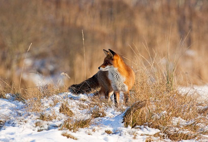Renard dans la neige par Anton de Zeeuw