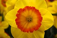 Yellow, Orange, Yellow