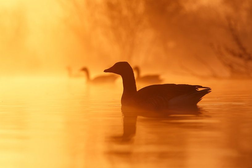 Oie au lever du soleil par Roeselien Raimond
