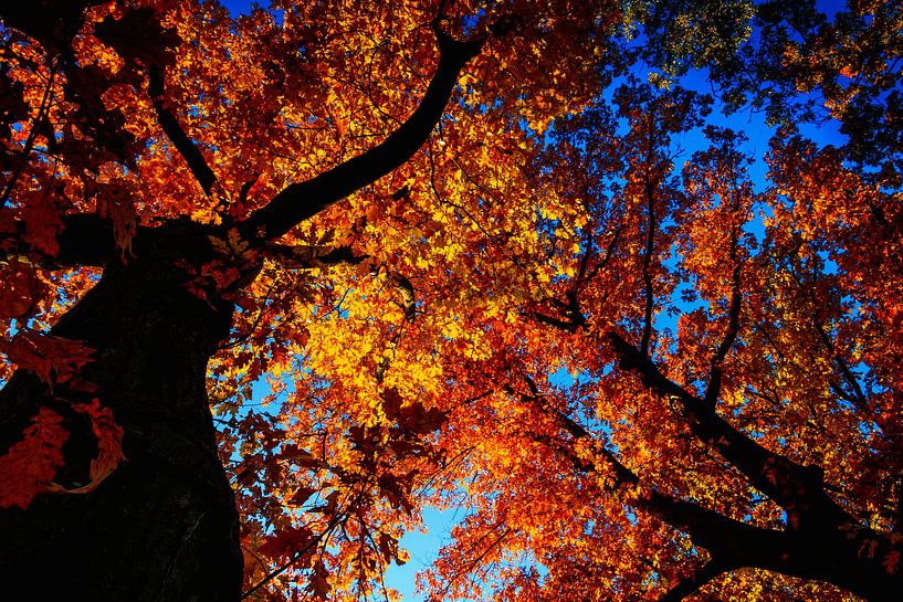Der Herbst färbt die Bäume von Stedom Fotografie