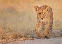 Lionceau dans la dernière lumière