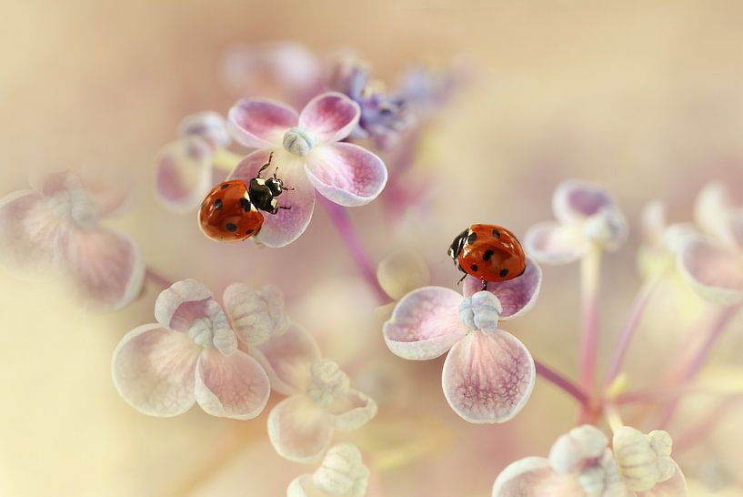 Ladybirds and hydrangea by Ellen van Deelen