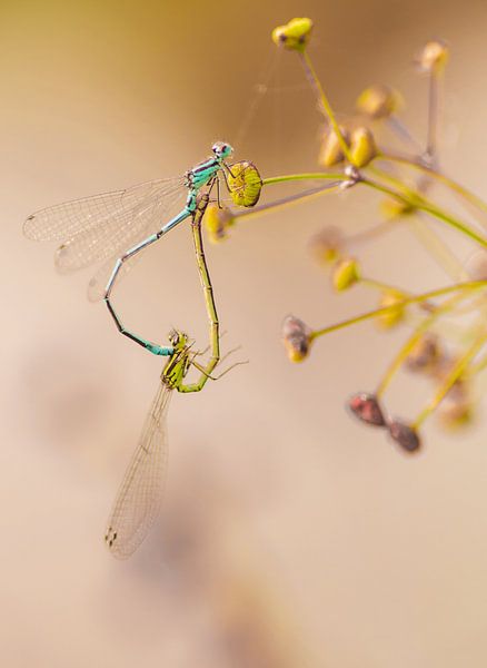 Libellen von Aimé de Clercq