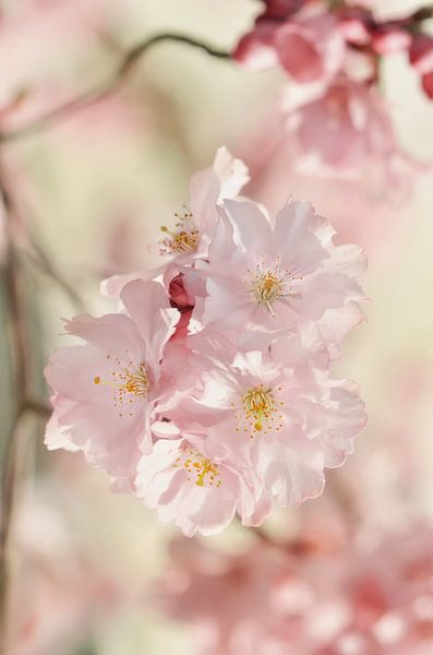 Japanese cherry blossom by Violetta Honkisz