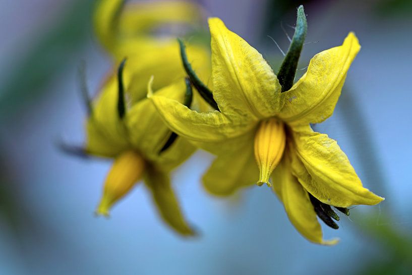 blossom of a tomato plant in the vegetable garden, macro shot, selected focus and narrow depth of fi by Maren Winter
